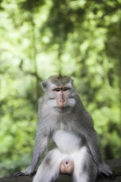 Balinese Long Tailed Monkey Macaca Fascicularis Sacred Monkey Forest Sanctuary — Stockfoto