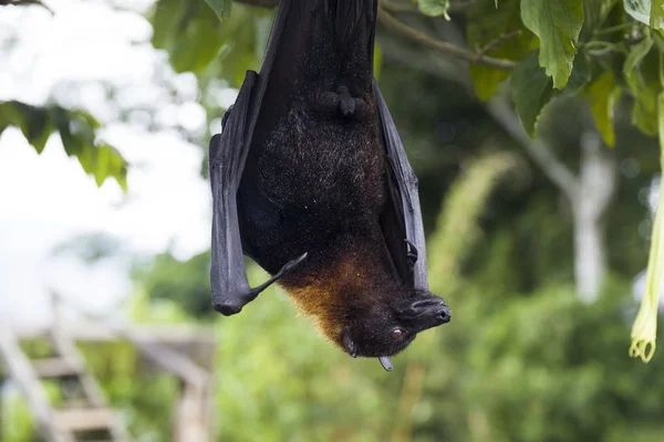 大飞狐或水果蝙蝠 Pteropus Vampyrus 挂在印度尼西亚巴厘岛的树上 — 图库照片