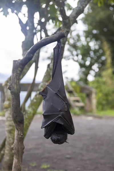 Large Flying Fox Fruit Bat Pteropus Vampyrus Hanging Tree Bali — Stock Photo, Image