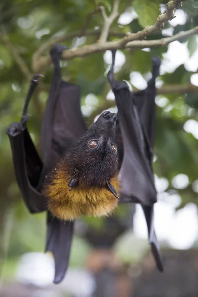 Large Flying Fox Fruit Bat Pteropus Vampyrus Hanging Tree Bali — Stock Photo, Image