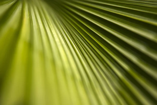 Dettaglio Primo Piano Del Palmo Astratto Rigato Sfondo Verde Naturale — Foto Stock