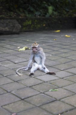 Bali, Endonezya'daki Kutsal Maymun Ormanı Sığınağı'nda bali uzun kuyruklu maymun (Macaca fasicularis)