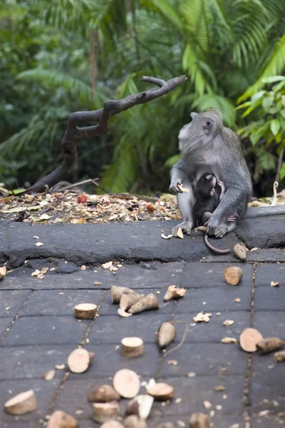 Balinese Long Tailed Monkey Macaca Fascicularis Sacred Monkey Forest Sanctuary — Stockfoto