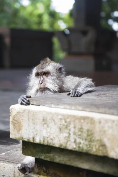 Balinese Long Tailed Monkey Macaca Fascicularis Sacred Monkey Forest Sanctuary — Stockfoto