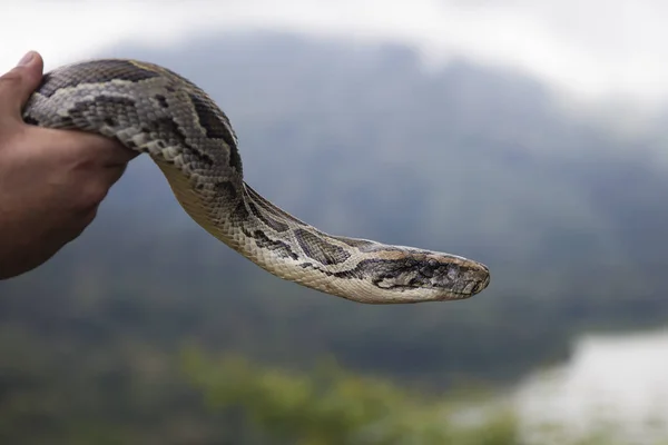 Mano Sosteniendo Una Serpiente Pitón Naturaleza — Foto de Stock