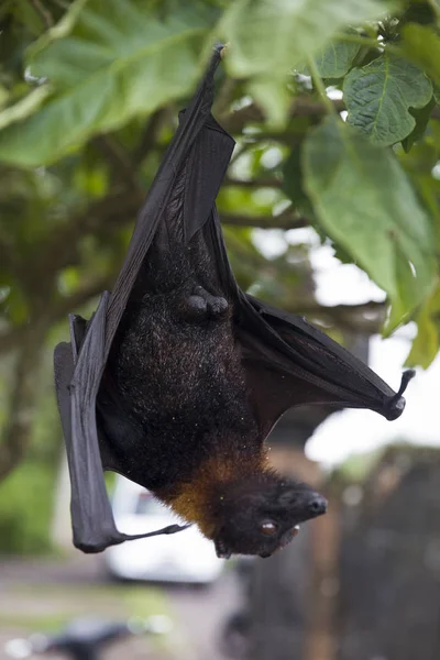 大飞狐或水果蝙蝠 Pteropus Vampyrus 挂在印度尼西亚巴厘岛的树上 — 图库照片