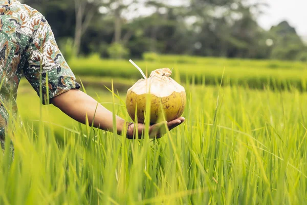 Bevanda Cocco Con Paglia Mano Nella Risaia Tropicale — Foto Stock