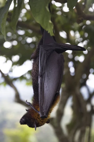 Μεγάλη Ιπτάμενη Αλεπού Νυχτερίδα Φρούτων Πτερόπων Vampyrus Που Κρέμεται Ένα — Φωτογραφία Αρχείου