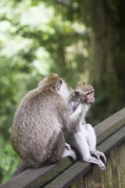 Bali Endonezya Daki Kutsal Maymun Ormanı Sığınağı Nda Bali Uzun — Stok fotoğraf