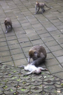 Bali, Endonezya'daki Kutsal Maymun Ormanı Sığınağı'nda bali uzun kuyruklu maymun (Macaca fasicularis)