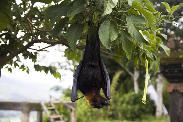 Large Flying Fox Fruit Bat Pteropus Vampyrus Hanging Tree Bali — Stock Photo, Image