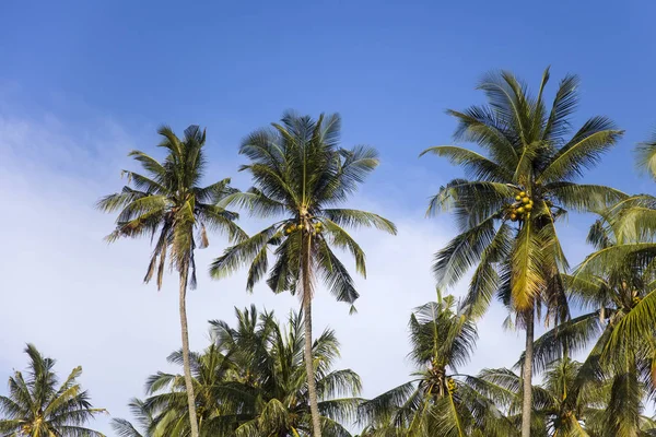 Pohled Tropické Palmové Stromy Nusa Penida Ostrově Bali Indonésie — Stock fotografie