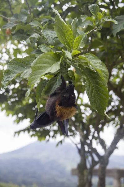 Large Flying Fox or fruit bat (Pteropus vampyrus) hanging in a tree at Bali Indonesia