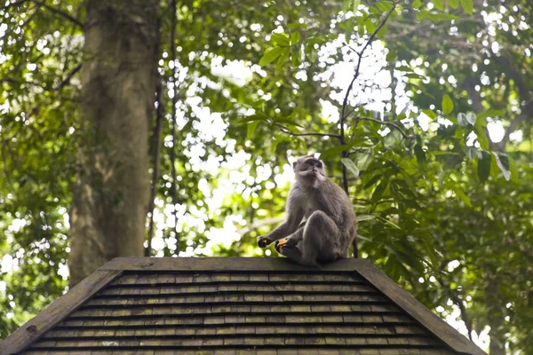 Mono Cola Larga Balinés Macaca Fascicularis Santuario Del Bosque Del — Foto de Stock