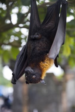 Büyük Uçan Tilki veya meyve yarasa (Pteropus vampyrus) Bali Endonezya bir ağaç asılı