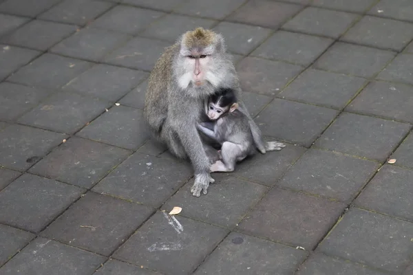 Balinese Long Tailed Monkey Macaca Fascicularis Sacred Monkey Forest Sanctuary — Stockfoto