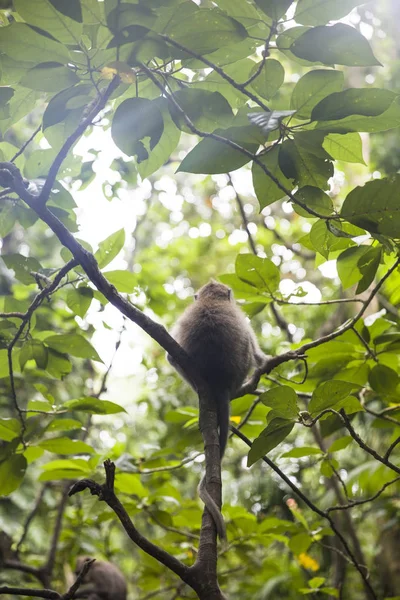 Balinese Long Tailed Monkey Macaca Fascicularis Sacred Monkey Forest Sanctuary — Stock Photo, Image