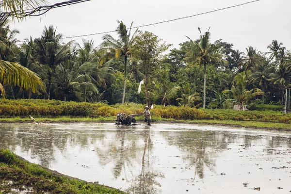 Tukad Indonesia January 2019 Unidentified Man Plowing Wet Rice Paddy — Stock Photo, Image