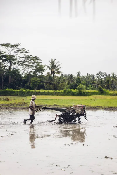 Tukad Indonesia January 2019 Unidentified Man Plowing Wet Rice Paddy — Stock Photo, Image