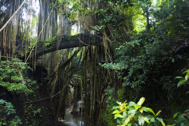 Bali adasında Ubud Monkey Forest kutsal, Endonezya
