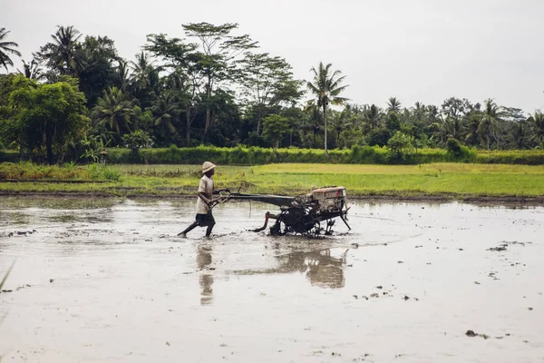 Tukad Indonesia January 2019 Unidentified Man Plowing Wet Rice Paddy — Stock Photo, Image