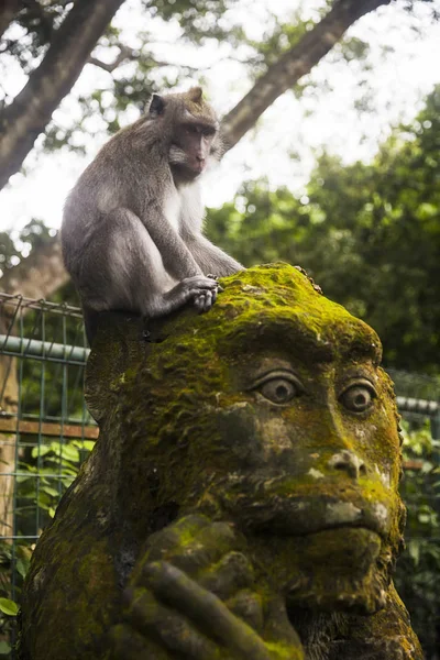 Bali Adasında Ubud Monkey Forest Kutsal Heykeli Üzerinde Monkey Endonezya — Stok fotoğraf