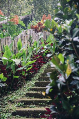 Bali adasında Gitgit Şelalesi eski taşlı merdivenlerde görünümü, Endonezya