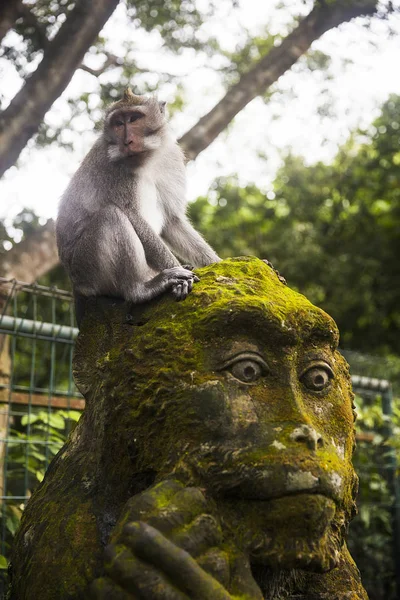 Mono Estatua Santuario Ubud Monkey Forest Isla Bali Indonesia — Foto de Stock