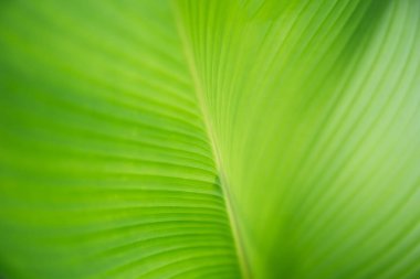 Soyut çizgili palmiye doğal yeşil arka plan Closeup detay