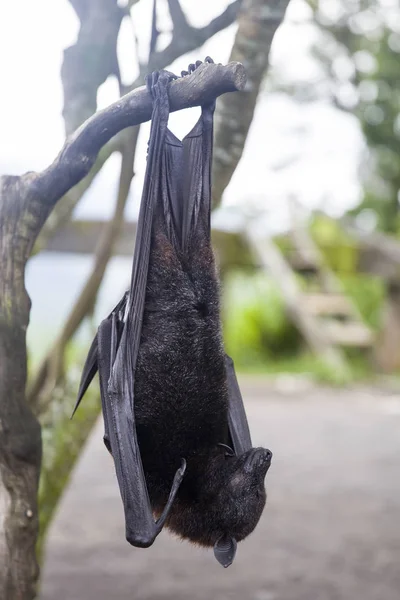 Large Flying Fox Fruit Bat Pteropus Vampyrus Hanging Tree Bali — Stock Photo, Image