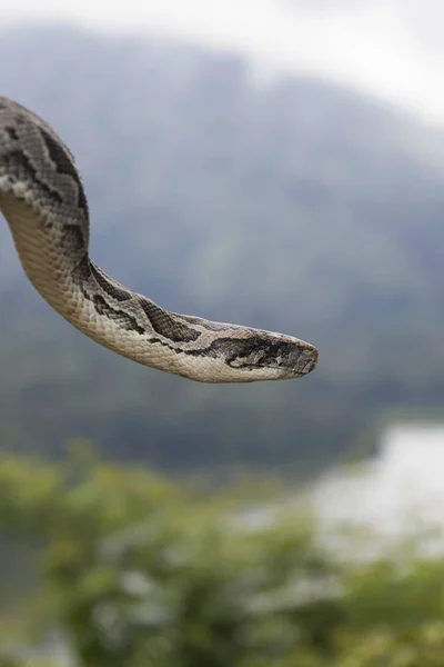 Vista Serpiente Pitón Naturaleza — Foto de Stock
