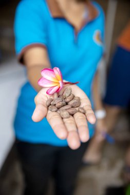 Kakao çekirdekleri ve frangipani çiçek tutan bir el closeup
