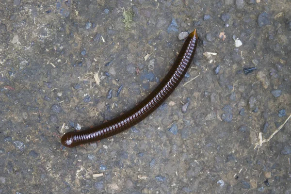 View Worm Jungle Ground Bali Island Indonesia — Stock Photo, Image