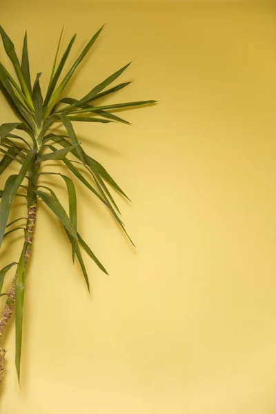 Beautiful Feathery Green Palm Vibrant Yellow Wall Background Empty Copy — Stock Photo, Image