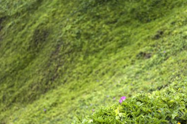 Tepedeki yeşil çimenlerin manzarası