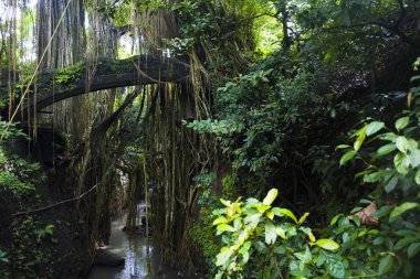 Bali adasında Ubud Monkey Forest kutsal, Endonezya