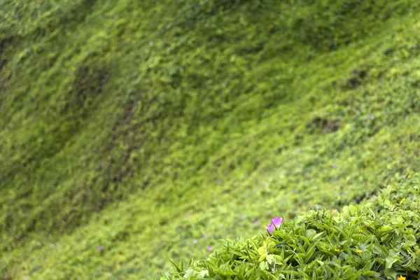 Blick Auf Grünes Gras Auf Dem Hügel — Stockfoto