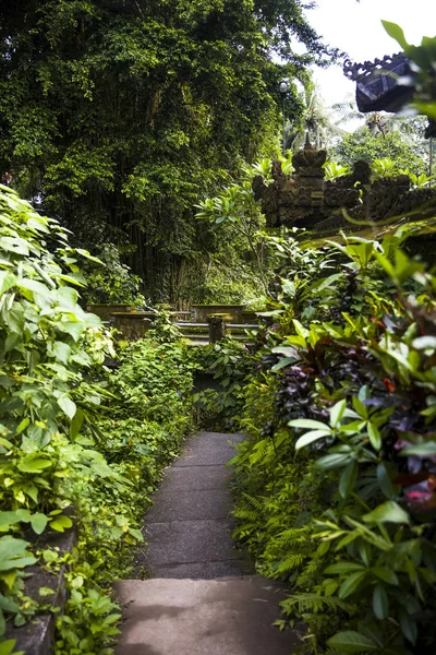 Ubud Bali Endonezya Tropikal Görünümü Palmiye Ağaçları Ile Ünlü Campuhan — Stok fotoğraf