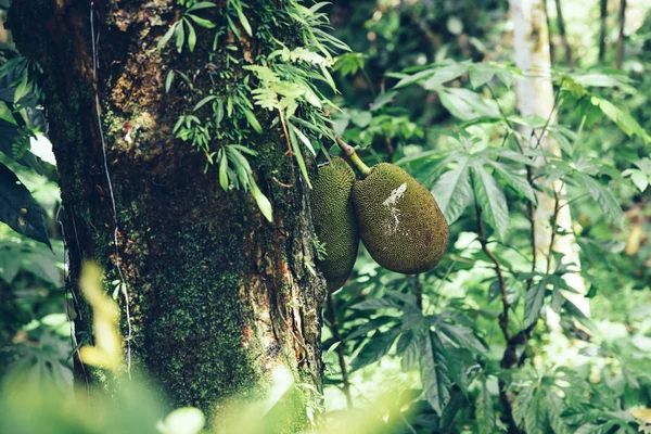 View at Jack fruits hanging at trees in a tropical fruit garden