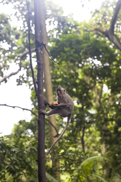 Balinese Long Tailed Monkey Macaca Fascicularis Sacred Monkey Forest Sanctuary — Stock Photo, Image