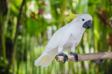 Tropikal ormanda Beyaz kakadu (Cacatua alba) görünümü