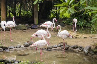Bali kuş parkı flamingolar görünümü, Endonezya