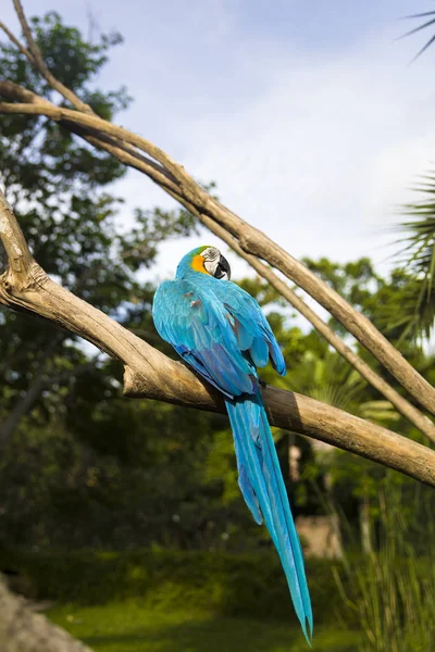 Θέα Κοντινό Πλάνο Μπλε Και Κίτρινο Macaw — Φωτογραφία Αρχείου