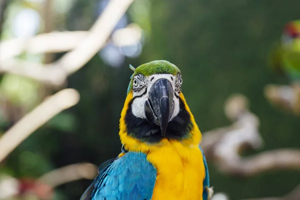 蓝色和黄色金刚鹦鹉的特写视图 — 图库照片