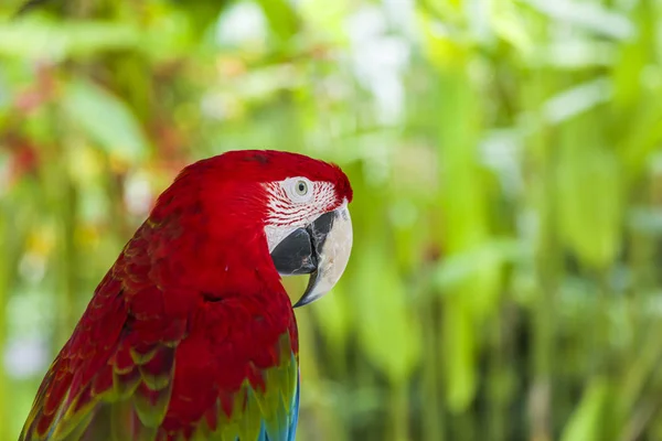 红色和绿色金刚鹦鹉的特写视图 — 图库照片