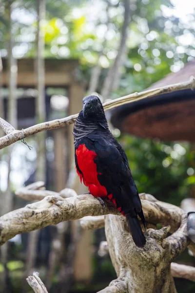 Papuan Black Parrot Bali Bird Park Indonesia — Stock Photo, Image