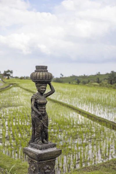 Scultura Femminile Nelle Risaie Dello Jatiluwih Nel Sud Est Bali — Foto Stock