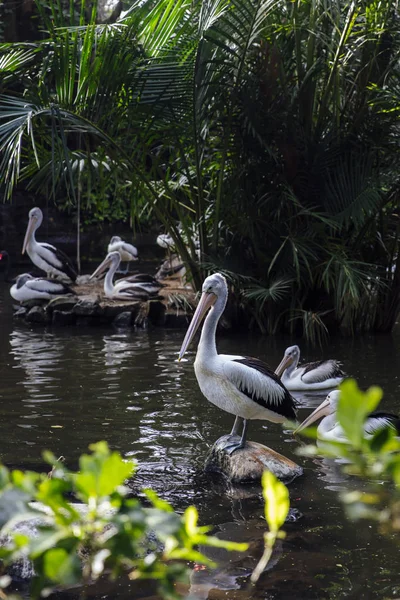 Blick Auf Australische Pelikane Bali Vogelpark — Stockfoto