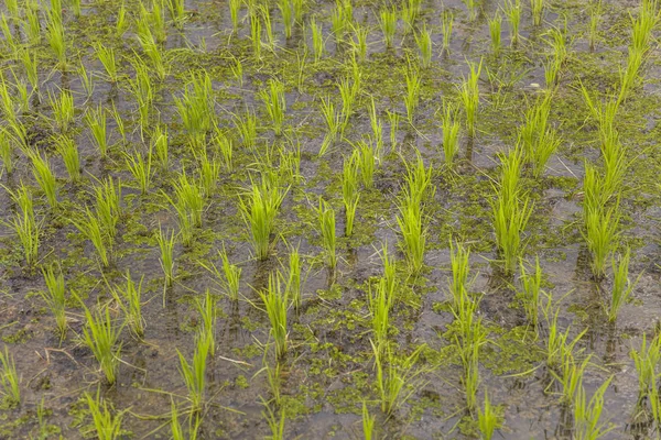 Κοντινά Πλάνα Από Πράσινο Ρύζι — Φωτογραφία Αρχείου