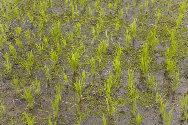 Detalhe Close Campo Arroz Jovem Verde — Fotografia de Stock